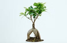 SIPP Investment Account